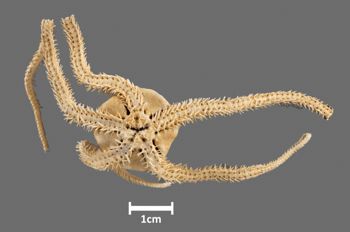 Media type: image; Invertebrate Zoology OPH-2158 Aspect: ventral